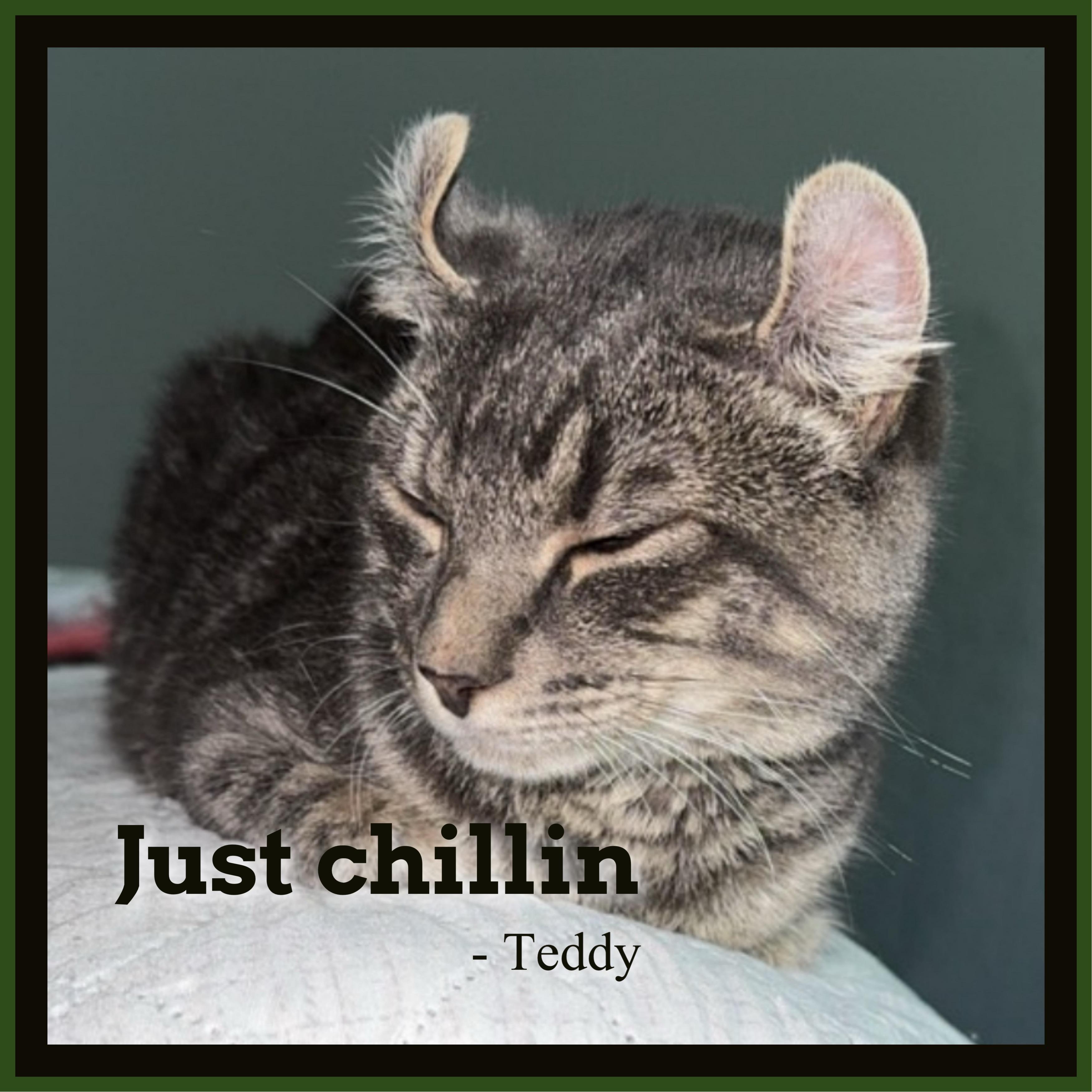 Teddy, an adoptable American Curl, Munchkin in Hickory, NC, 28601 | Photo Image 1