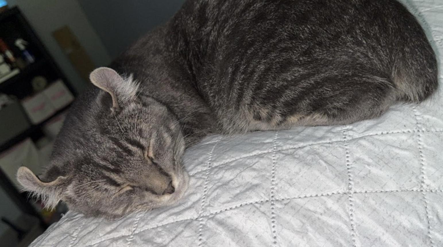 Teddy, a Adoptable mixed breed in Hickory, NC image 3/3