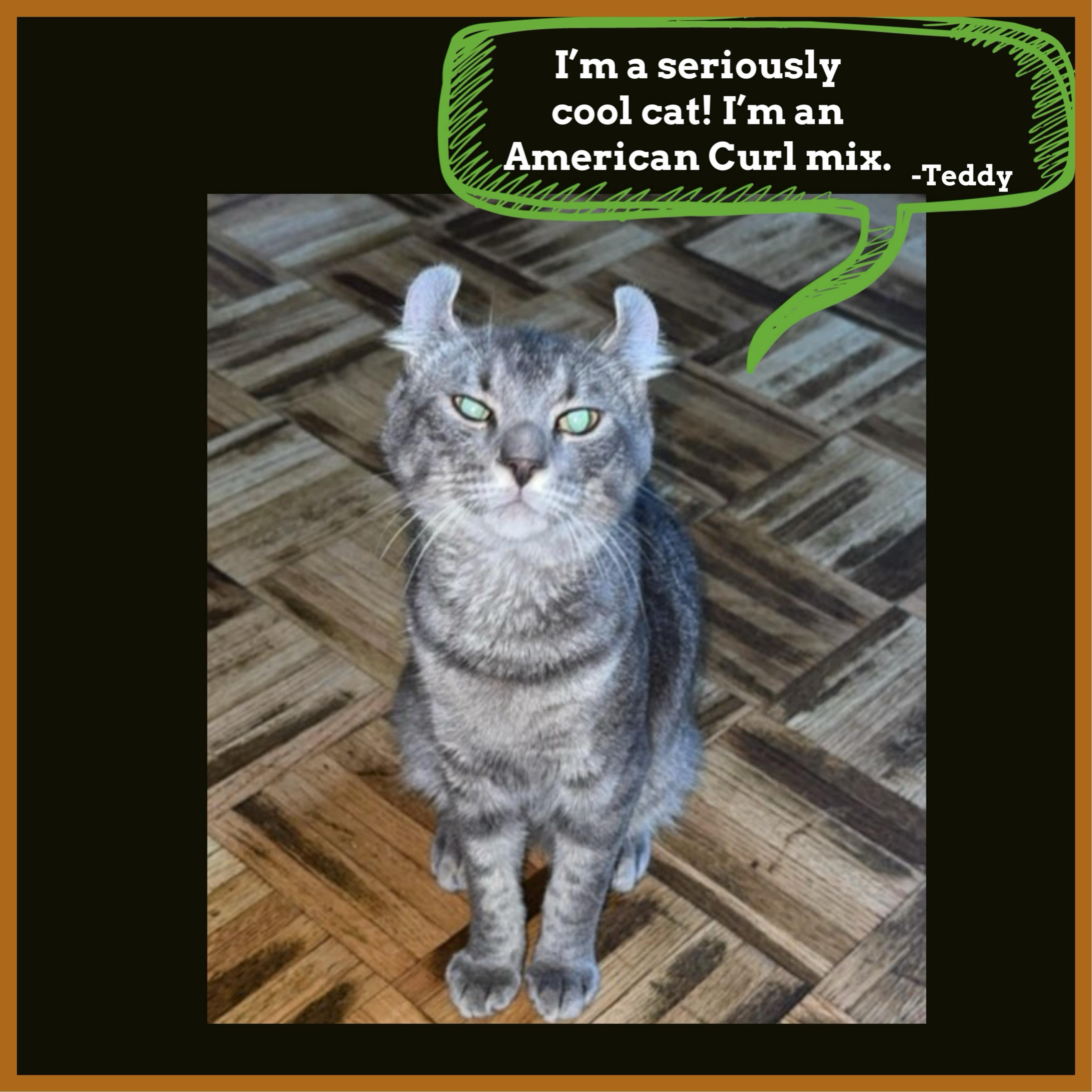 Teddy, Adoptable, Young Male American Curl & Munchkin.