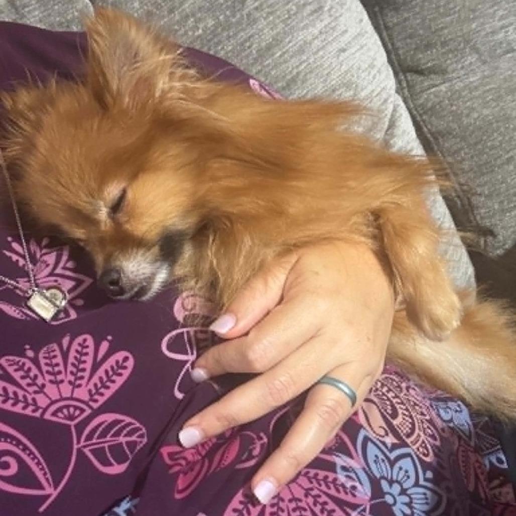 Veera, Adoptable, Adult Female Pomeranian & None.