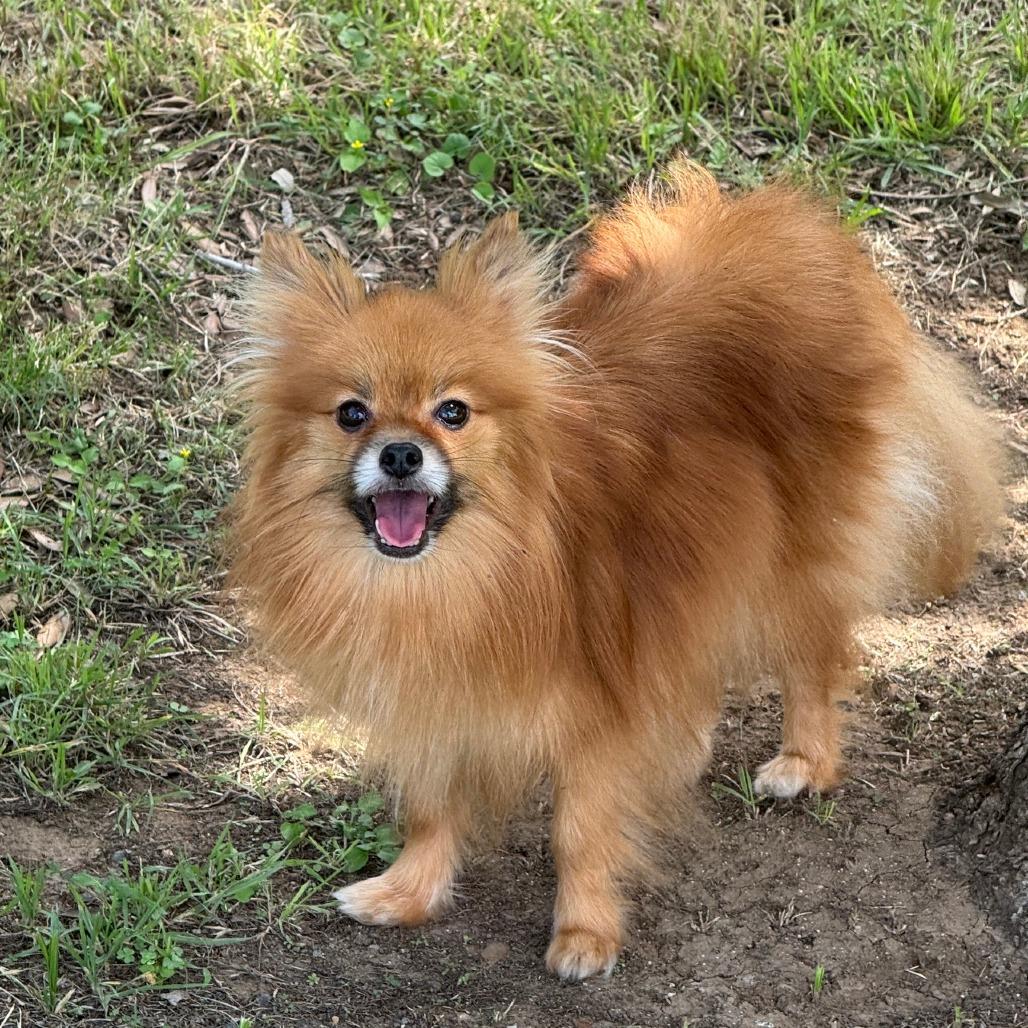 Veera, a Adoptable Pomeranian in Pearsall, TX image 2/3