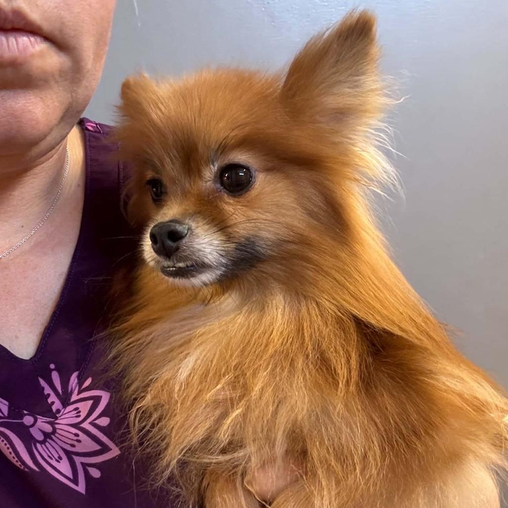 Veera, a Adoptable Pomeranian in Pearsall, TX image 3/3