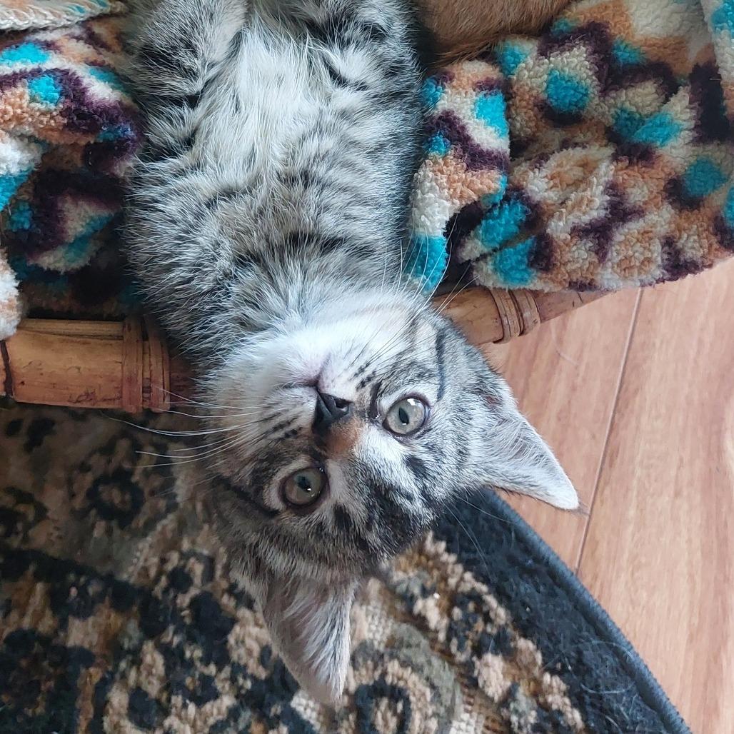 Fiona (bonded with Angus), Adoptable, Kitten Female Domestic Short Hair.