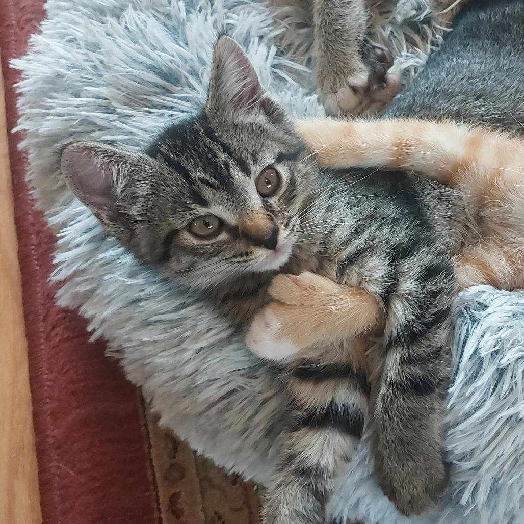 Enlarge Fiona (bonded with Angus), a Adoptable Domestic Short Hair in Santa Rosa, CA image 2/4