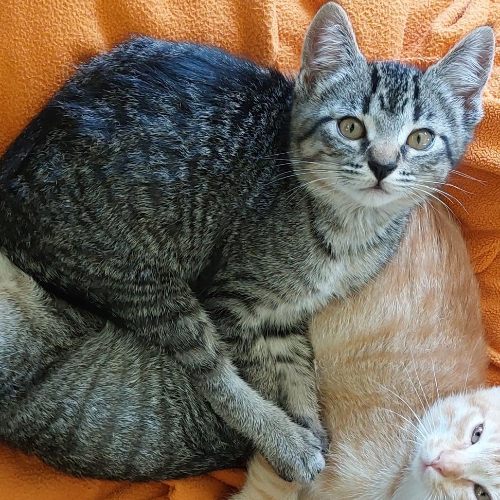 Enlarge Fiona (bonded with Angus), a Adoptable Domestic Short Hair in Santa Rosa, CA image 3/4