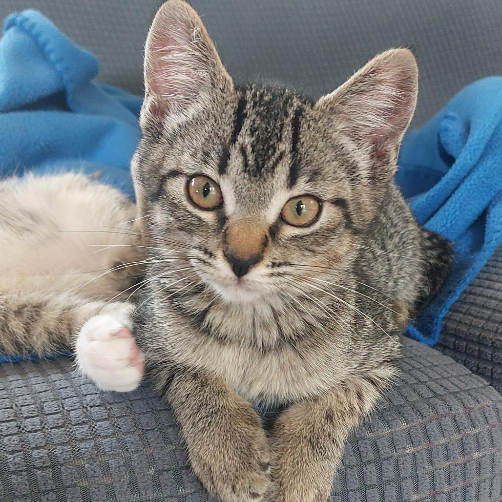 Enlarge Fiona (bonded with Angus), a Adoptable Domestic Short Hair in Santa Rosa, CA image 4/4