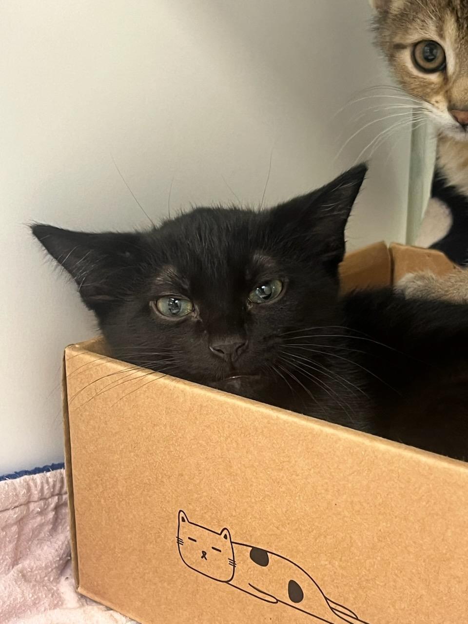 Enlarge Cherry (ID 51630), a Adoptable Domestic Short Hair in Manassas, VA image 1/1