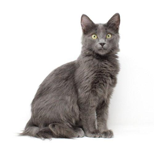 Vozinha, Adoptable, Kitten Male Domestic Medium Hair.