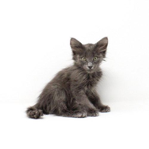 Enlarge Vozinha, a Adoptable Domestic Medium Hair in Florence, AZ image 2/2
