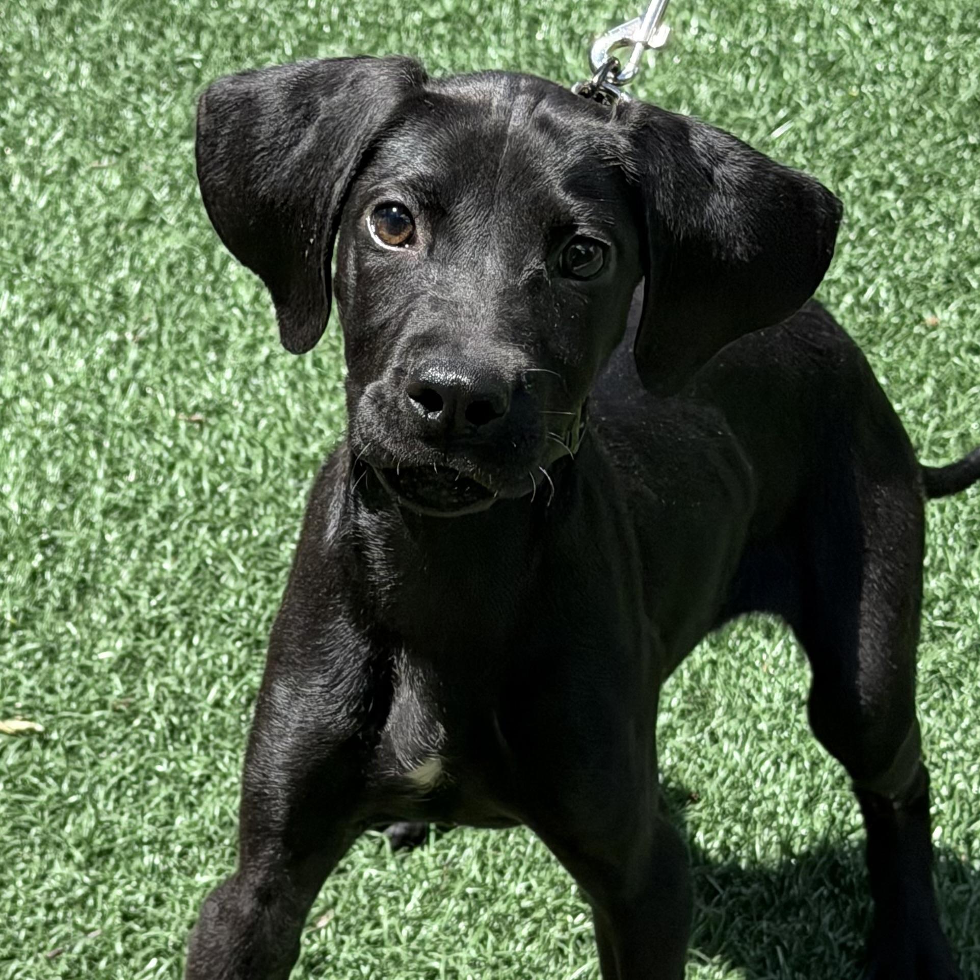 Cricket, a ADOPTABLE mixed breed in Libertyville, IL image 3/6