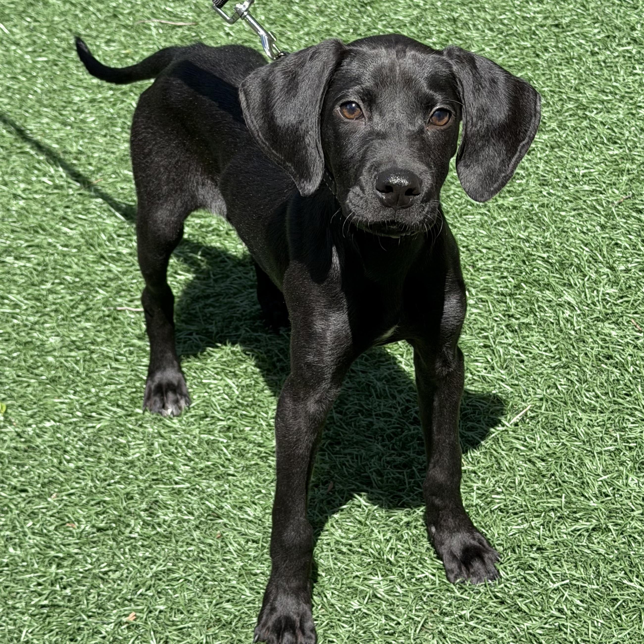 Cricket, ADOPTABLE, Puppy Female Hound.