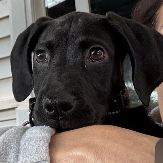 Cricket, a ADOPTABLE mixed breed in Libertyville, IL image 2/6