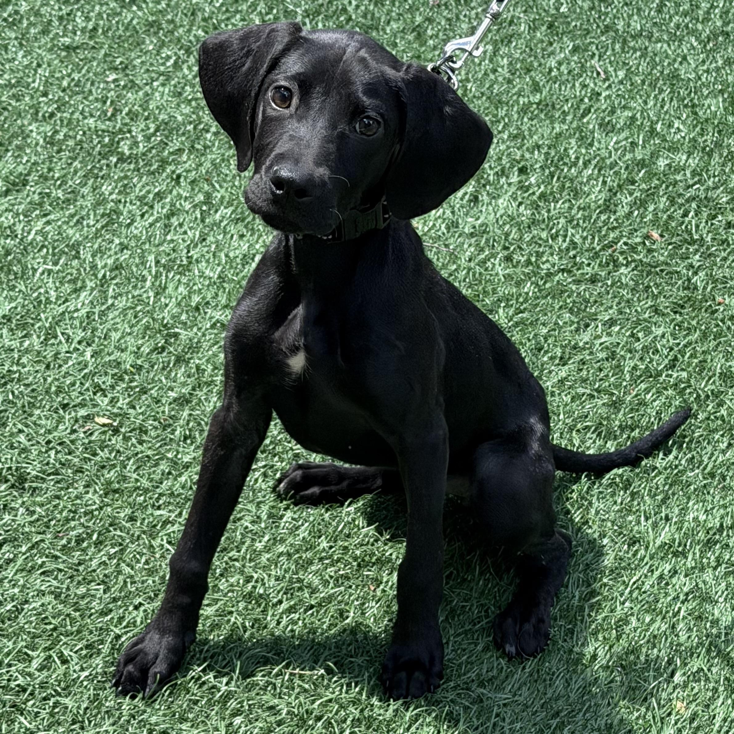 Cricket, a ADOPTABLE mixed breed in Libertyville, IL image 5/6