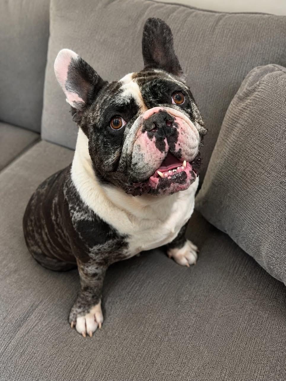 Enlarge Biggie, a ADOPTABLE English Bulldog in Las Vegas, NV image 2/2