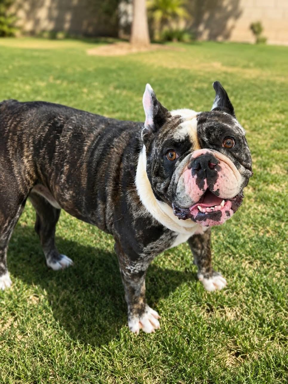 Enlarge Biggie, a ADOPTABLE English Bulldog in Las Vegas, NV image 1/2