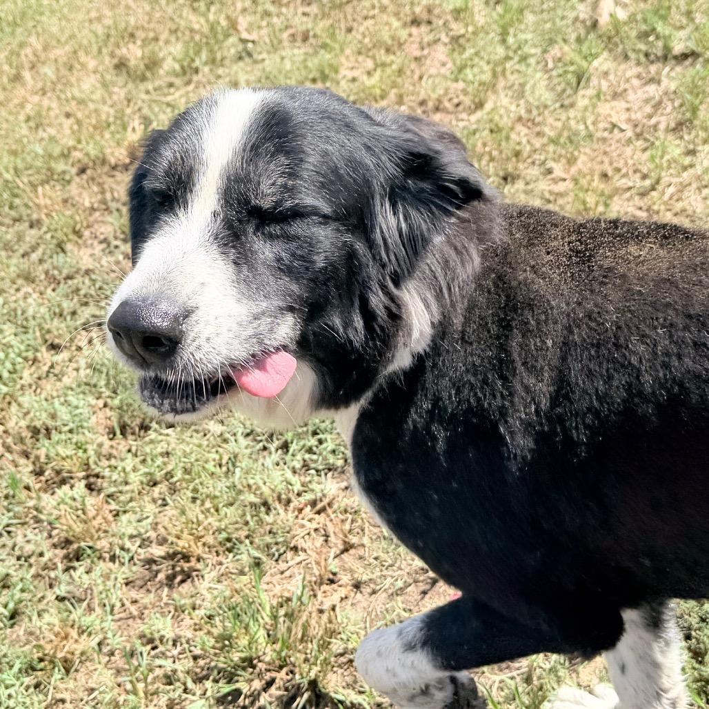 Dottie, Adoptable, Adult Female Great Pyrenees & Border Collie.