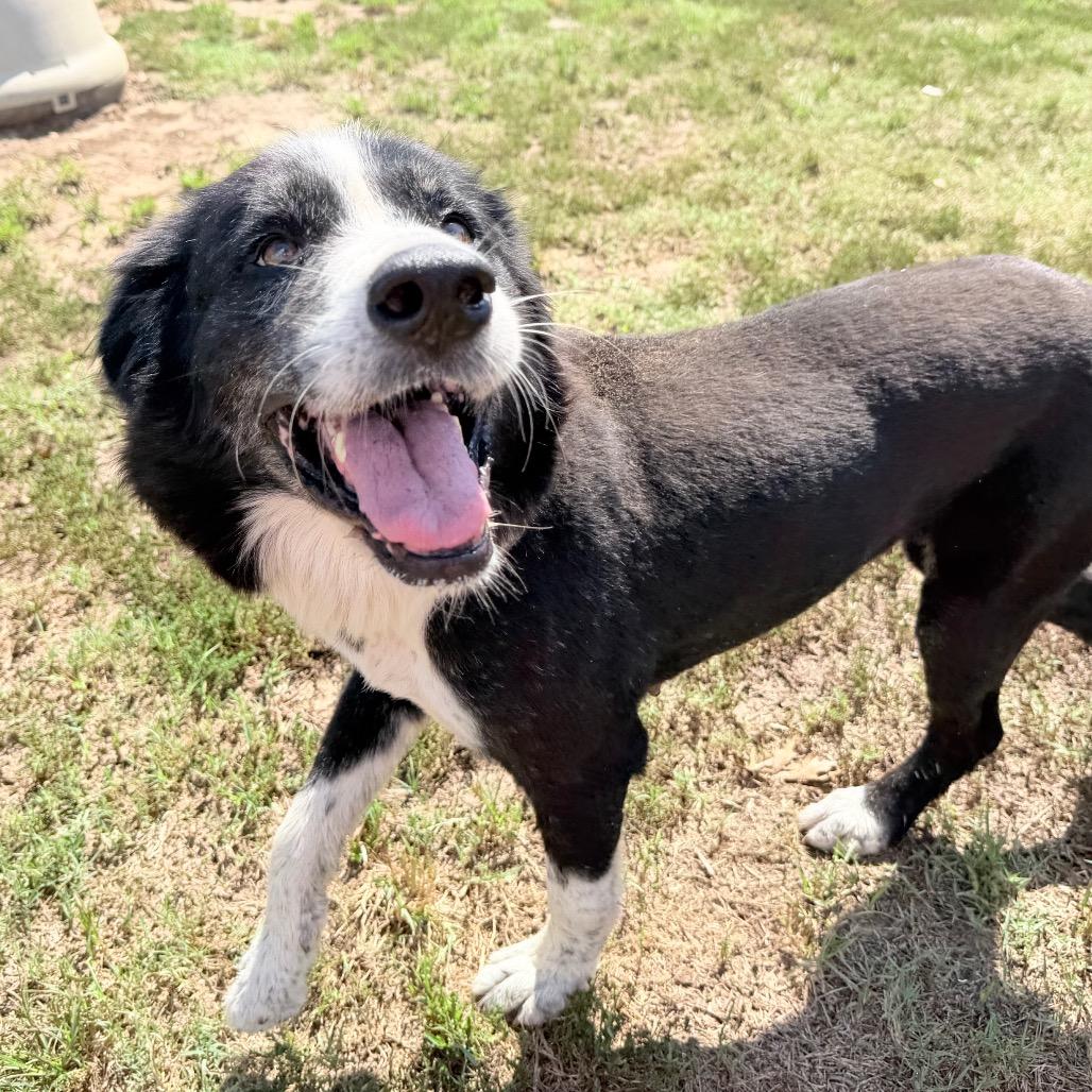 Enlarge Dottie, a Adoptable mixed breed in West Point, MS image 2/6