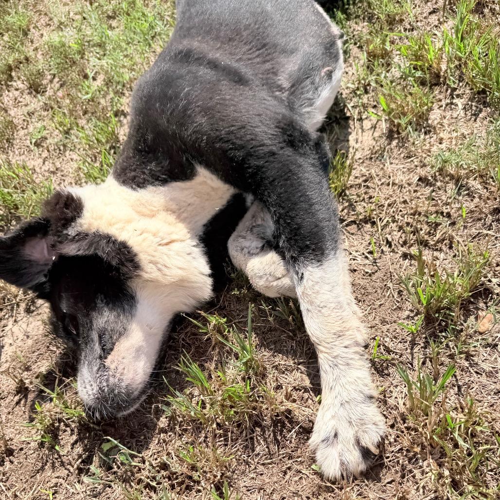 Enlarge Dottie, a Adoptable mixed breed in West Point, MS image 3/6