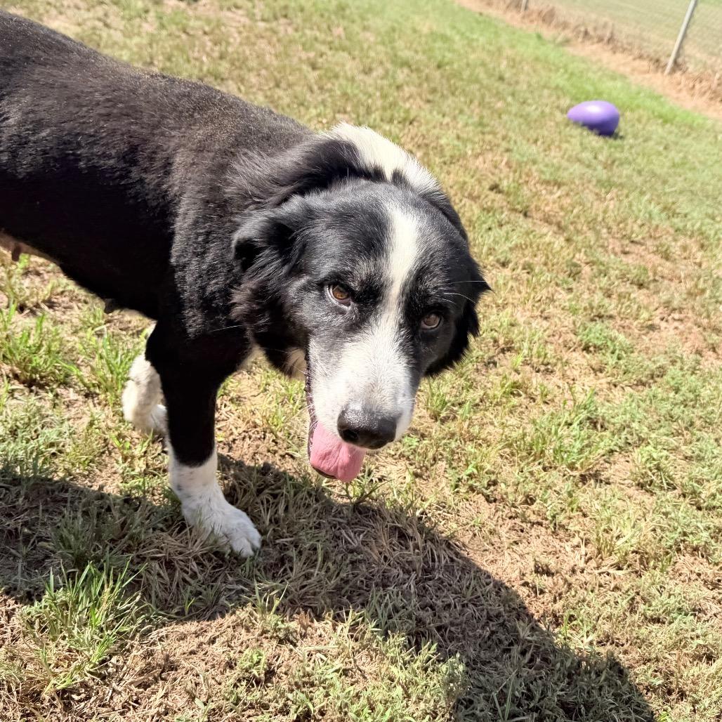 Enlarge Dottie, a Adoptable mixed breed in West Point, MS image 4/6