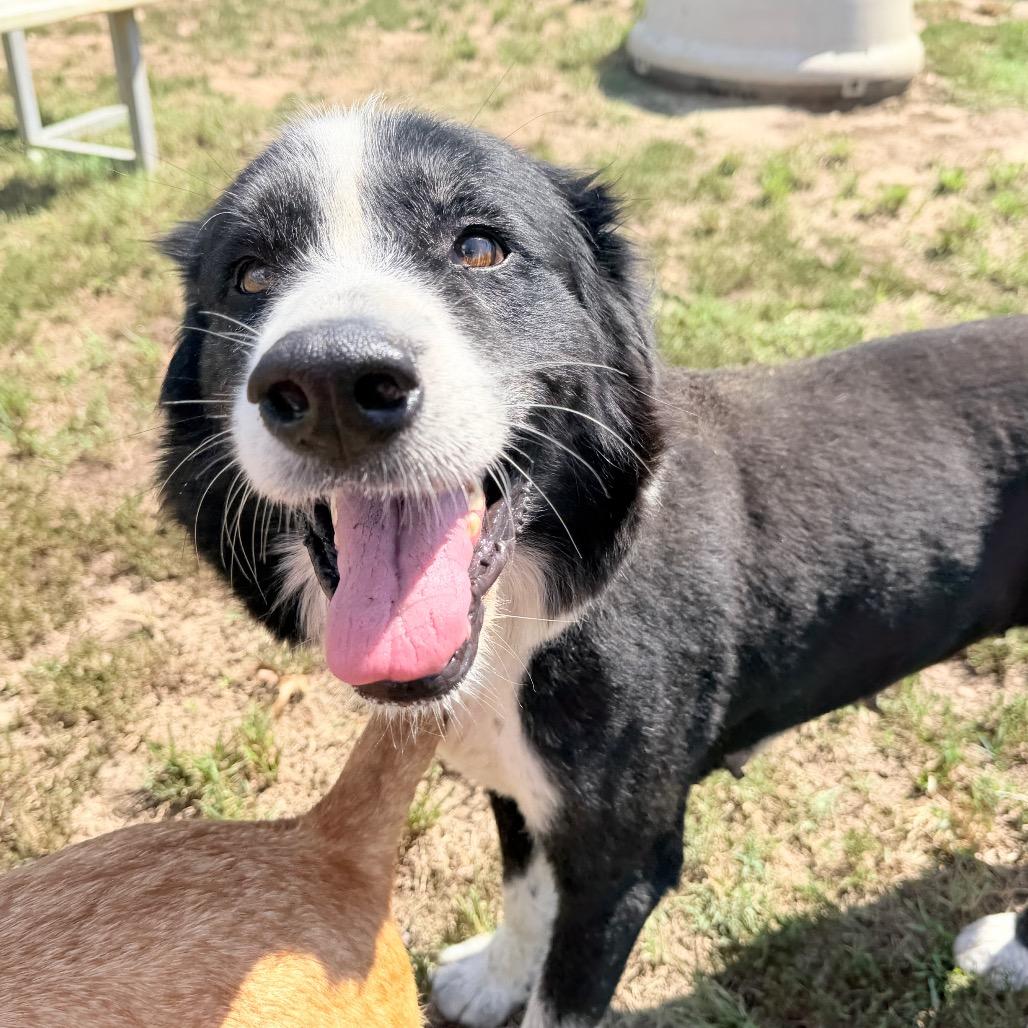Enlarge Dottie, a Adoptable mixed breed in West Point, MS image 5/6