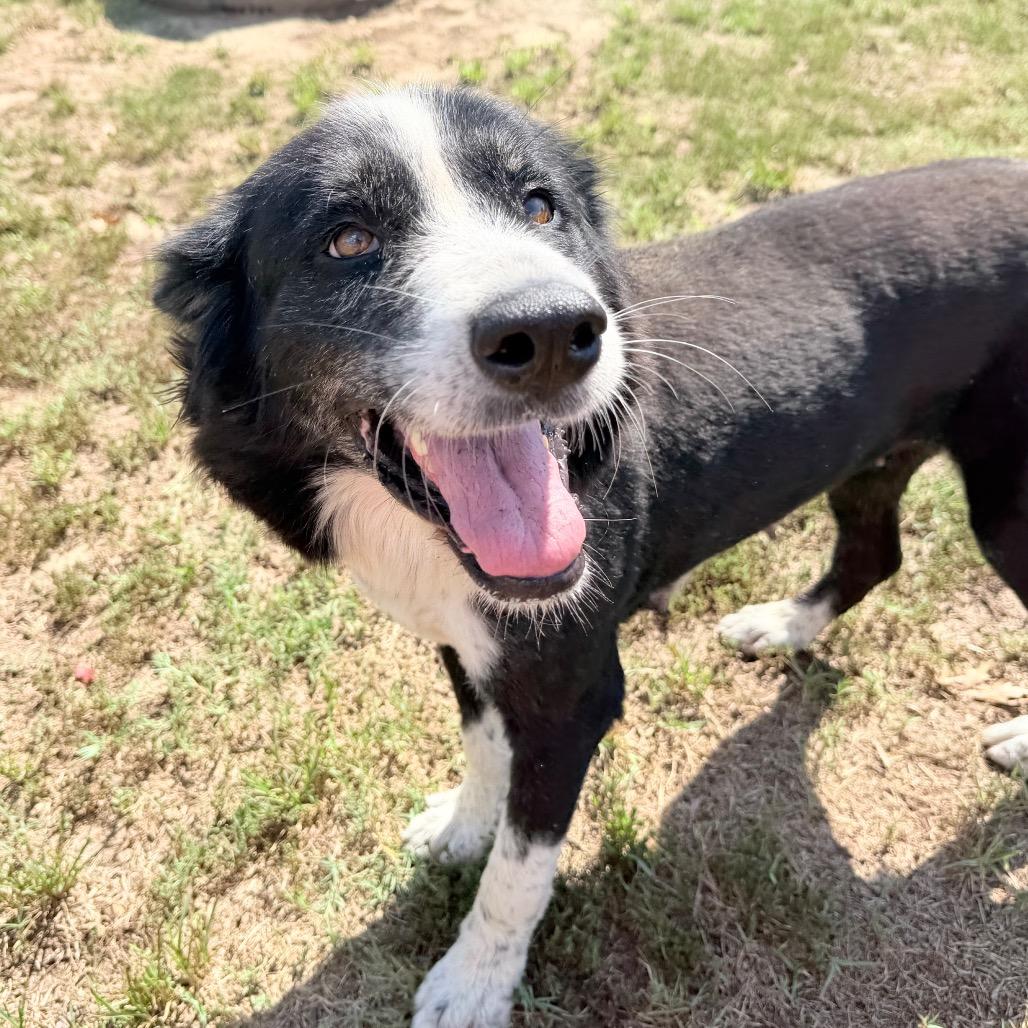 Enlarge Dottie, a Adoptable mixed breed in West Point, MS image 6/6