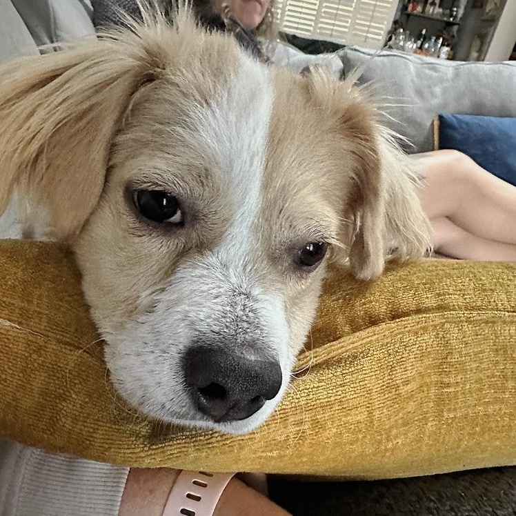 Bailey