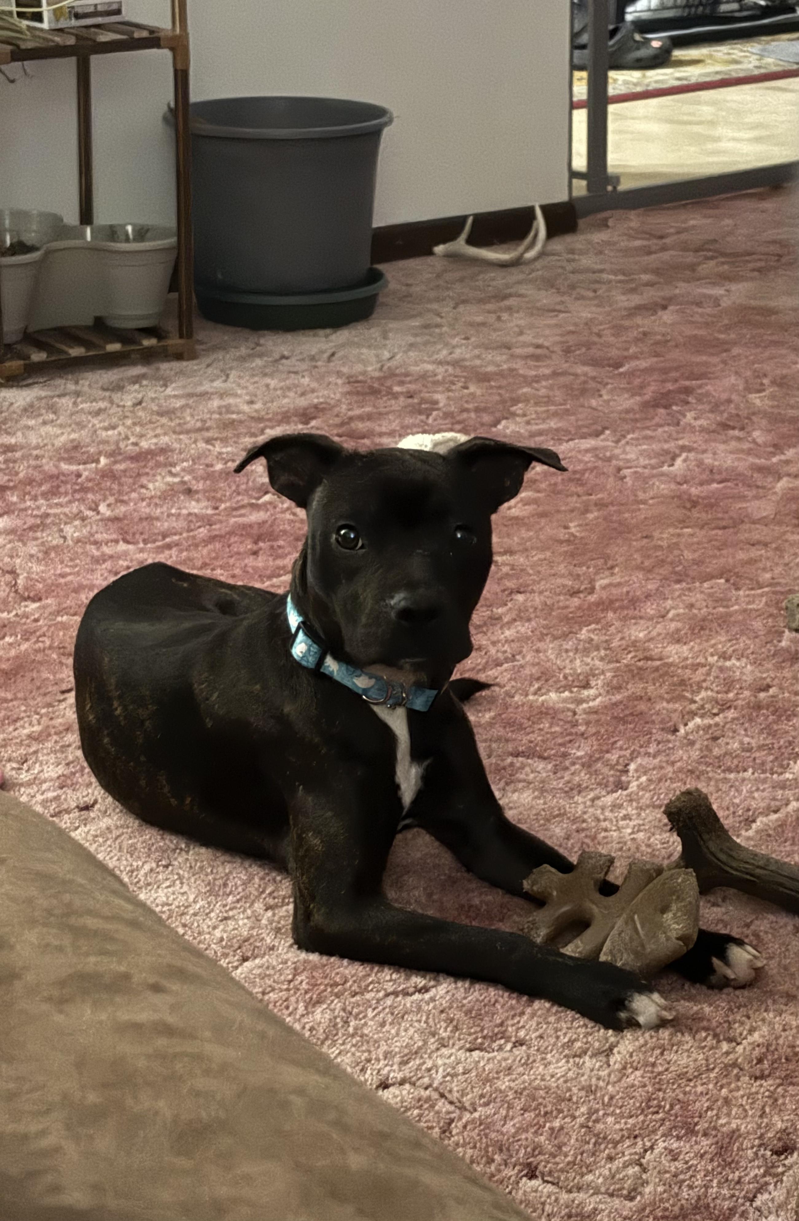 BEAU. tinycauseadopt@gmail.com, a Adoptable mixed breed in Vandergrift, PA image 1/3