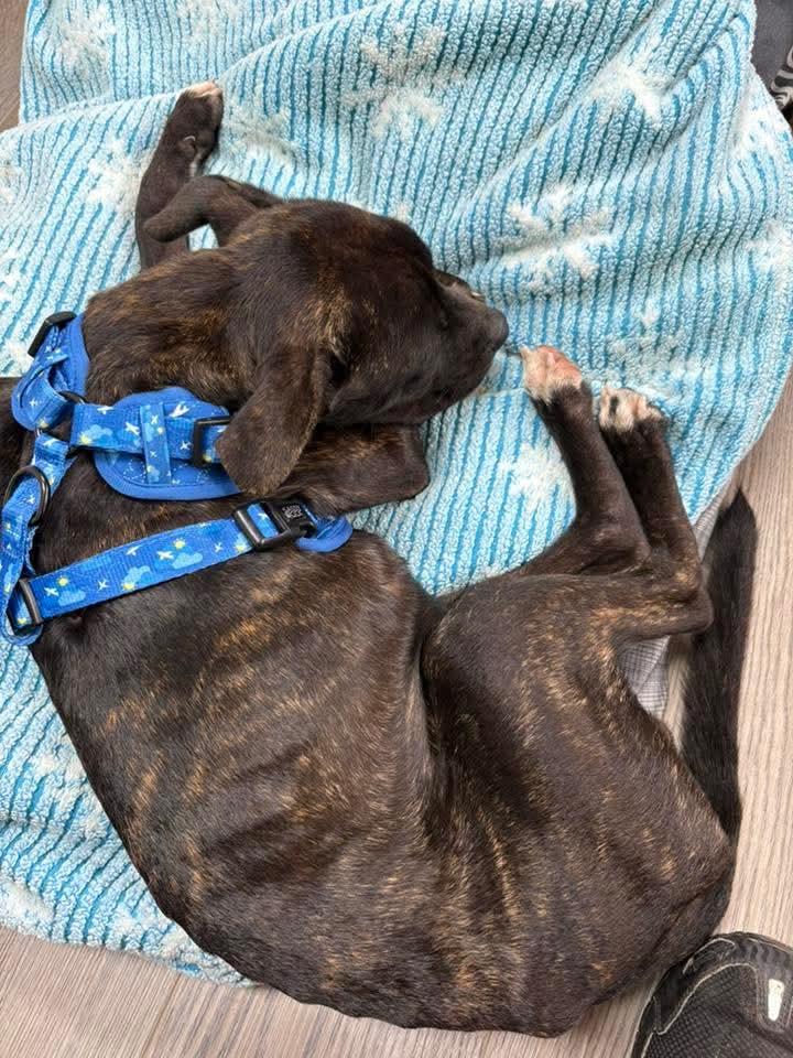 BEAU. tinycauseadopt@gmail.com