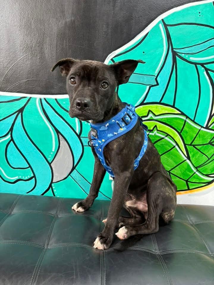 BEAU. tinycauseadopt@gmail.com