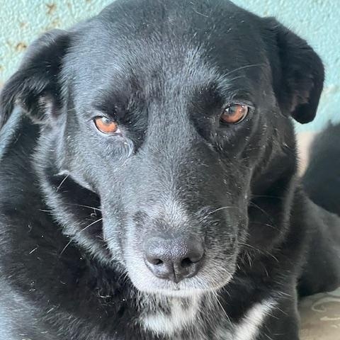 Enlarge Mimi, a Adoptable mixed breed in Seattle, WA image 3/6