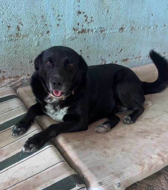 Enlarge Mimi, a Adoptable mixed breed in Seattle, WA image 5/6