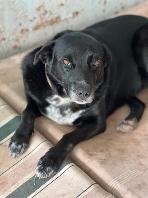 Mimi, Adoptable, Adult Female Black Labrador Retriever.