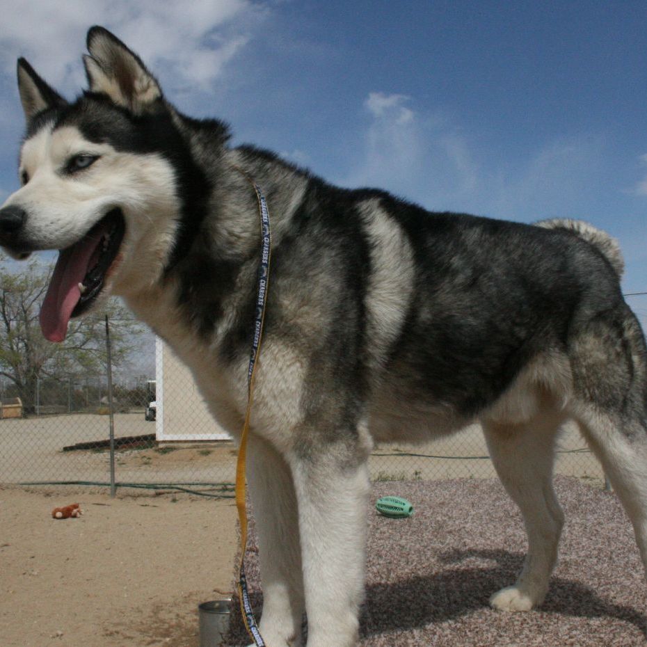 Lucky, a Adoptable Husky in Mojave, CA image 1/12