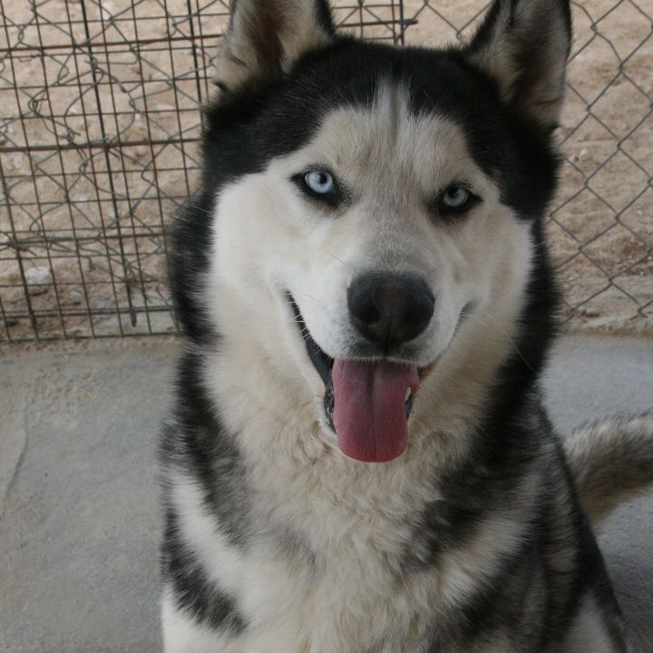 Lucky, a Adoptable Husky in Mojave, CA image 2/12