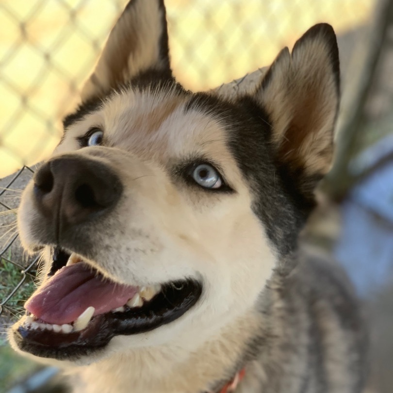 Lucky, a Adoptable Husky in Mojave, CA image 3/12