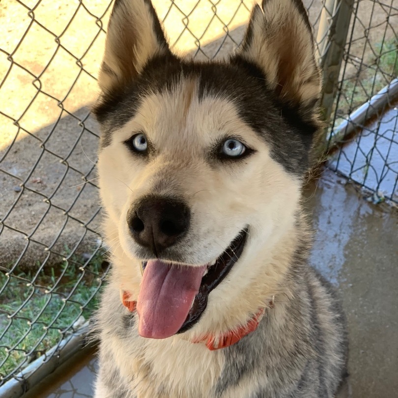 Lucky, a Adoptable Husky in Mojave, CA image 4/12