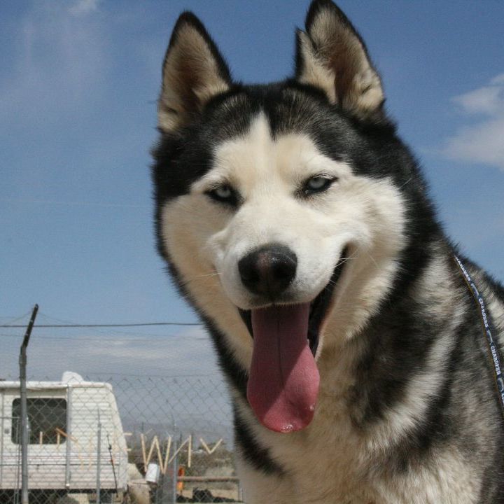 Lucky, a Adoptable Husky in Mojave, CA image 5/12