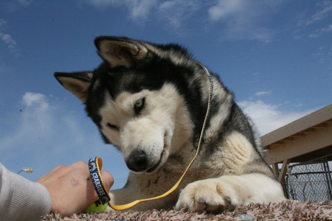 Lucky, a Adoptable Husky in Mojave, CA image 6/12