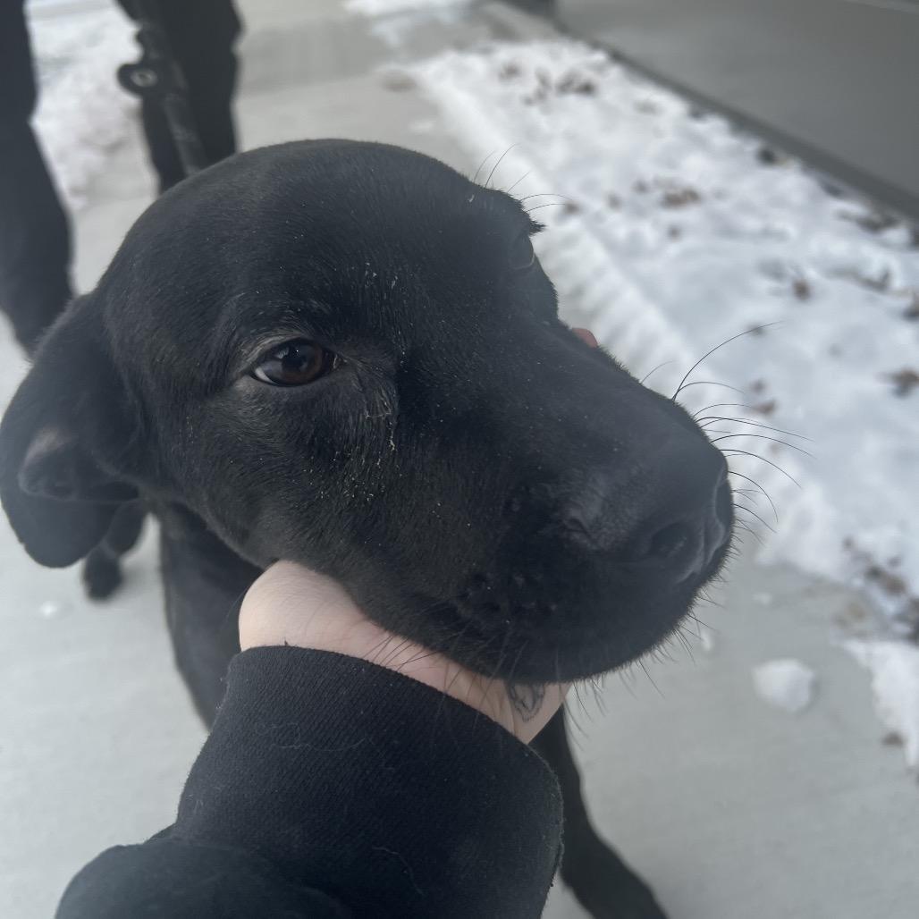 Enlarge Bobby, a Adoptable Terrier in Fort Wayne, IN image 1/5