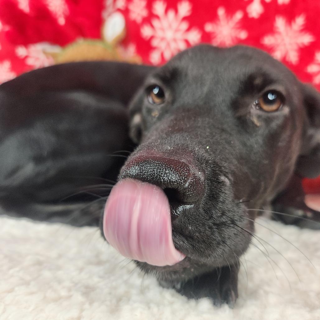 Enlarge Bobby, a Adoptable Terrier in Fort Wayne, IN image 2/5