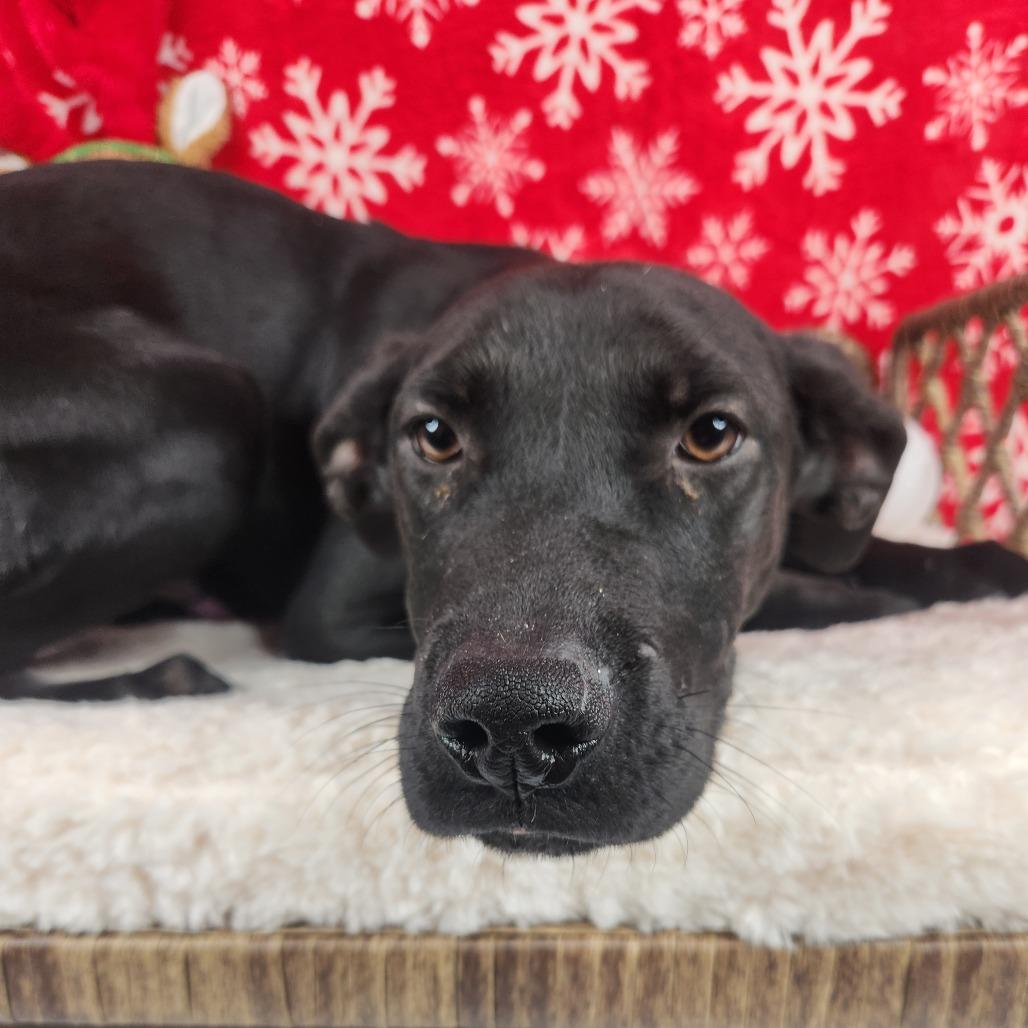 Enlarge Bobby, a Adoptable Terrier in Fort Wayne, IN image 3/5