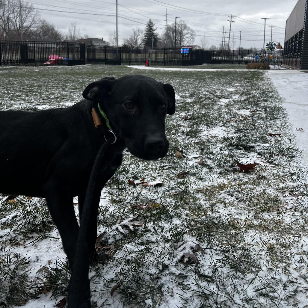 Enlarge Bobby, a Adoptable Terrier in Fort Wayne, IN image 5/5