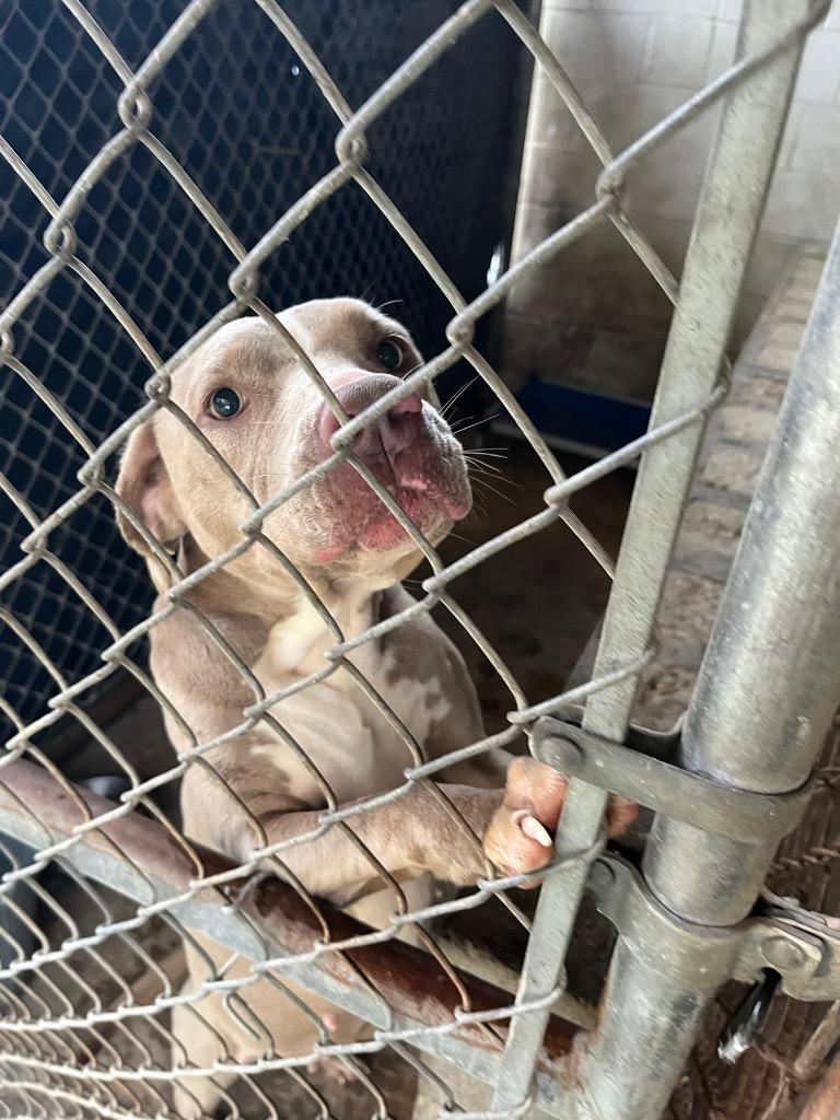 Natalia, Adoptable, Adult Female Terrier.