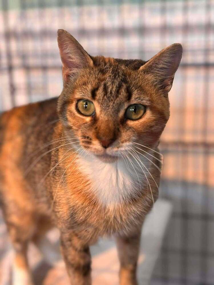 Honey, Adoptable, Young Female Domestic Short Hair.