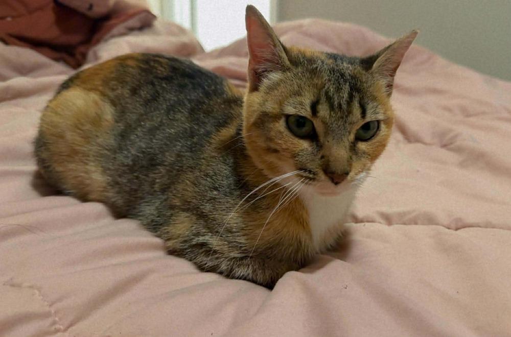 Enlarge Honey, a Adoptable Domestic Short Hair in Statesboro, GA image 2/4
