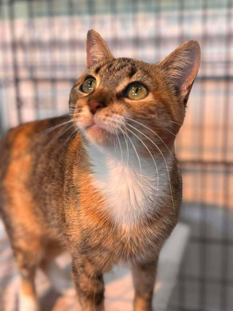 Enlarge Honey, a Adoptable Domestic Short Hair in Statesboro, GA image 3/4