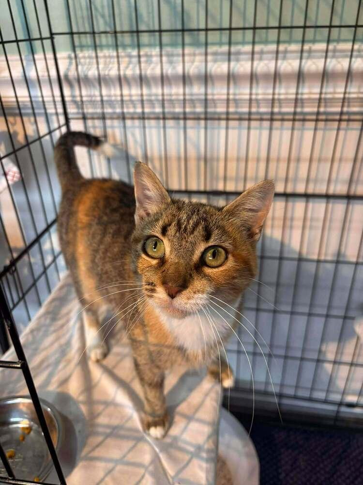 Enlarge Honey, a Adoptable Domestic Short Hair in Statesboro, GA image 4/4