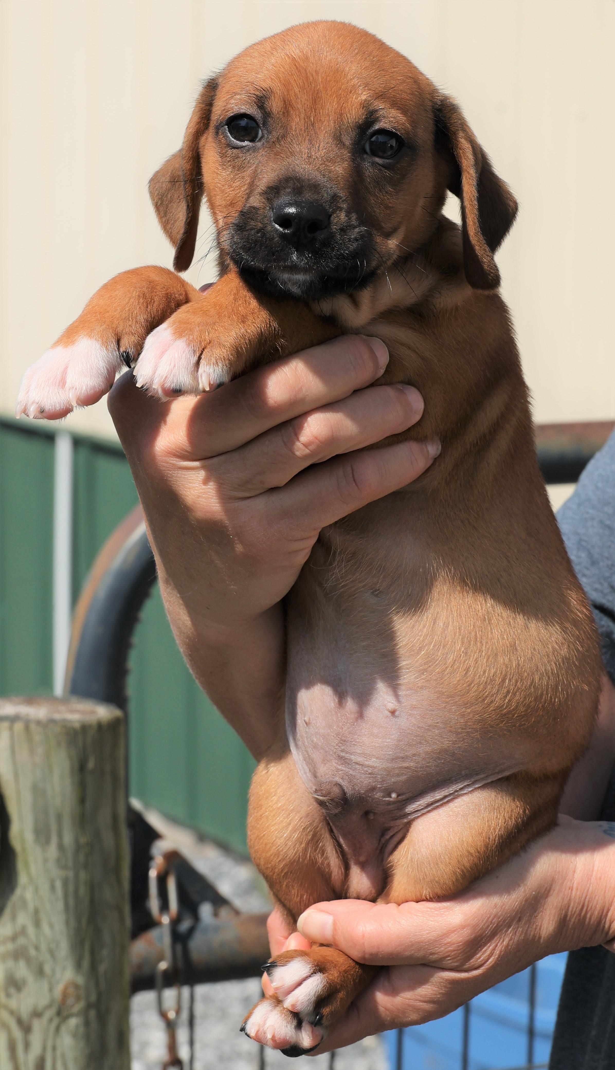 Enlarge Phoenix - Available! www.LHAR.dog to apply!, an adoptable mixed breed in Frederick, MD image 6/6