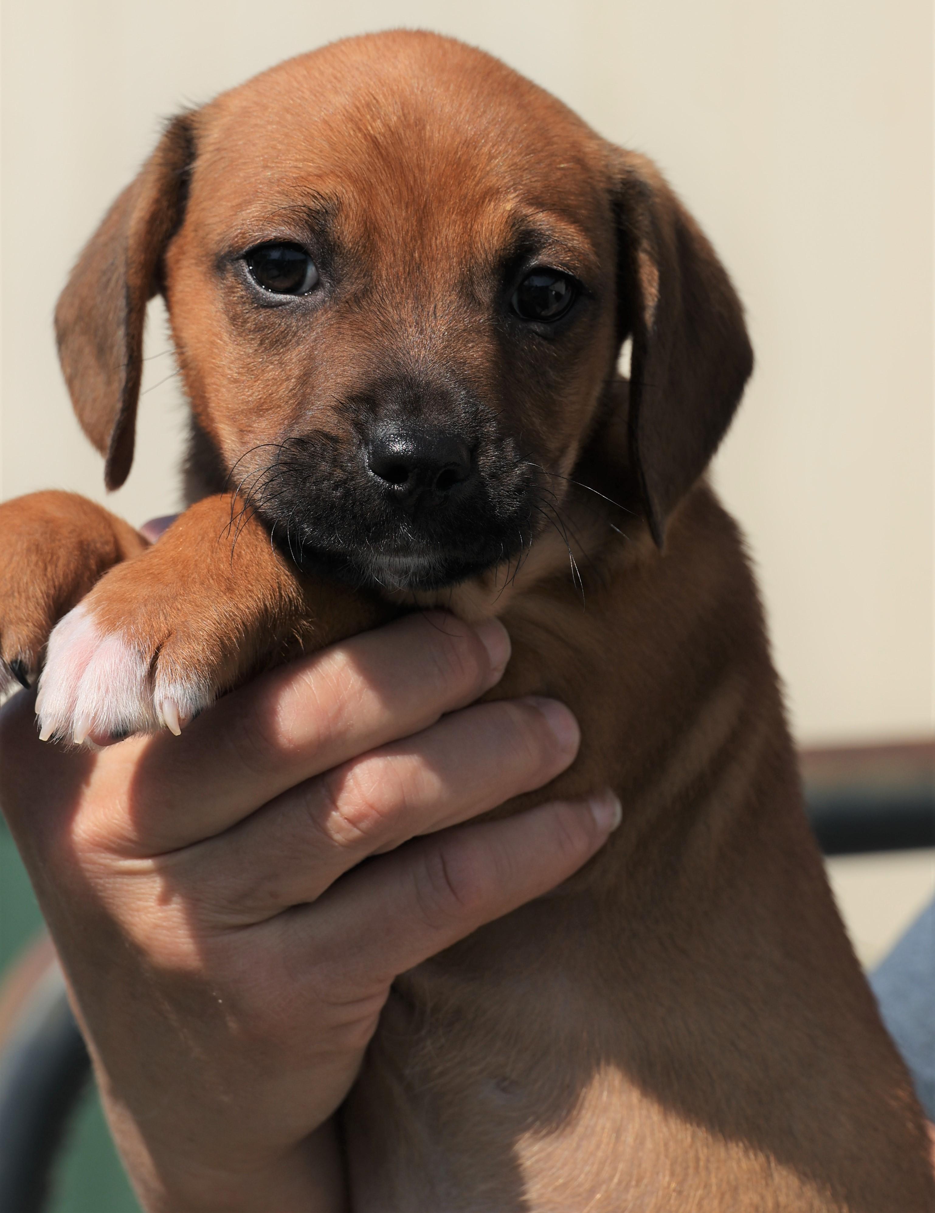 Enlarge Phoenix - Available! www.LHAR.dog to apply!, an adoptable mixed breed in Frederick, MD image 3/6