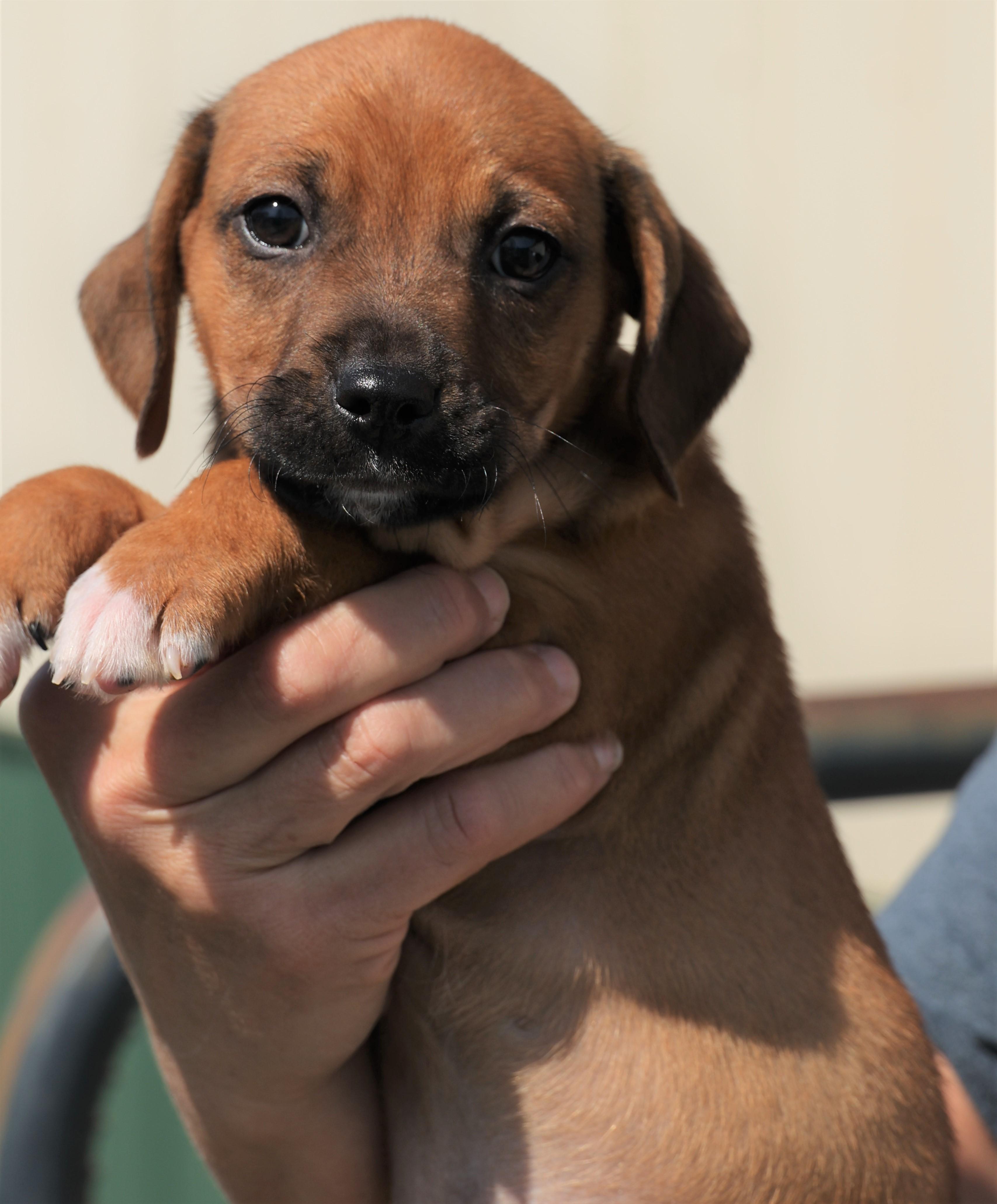 Enlarge Phoenix - Available! www.LHAR.dog to apply!, an adoptable mixed breed in Frederick, MD image 4/6